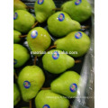 Année 2016 Nouvelle saison Packham Pears